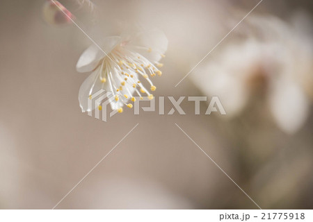 ハクバイ 21775918