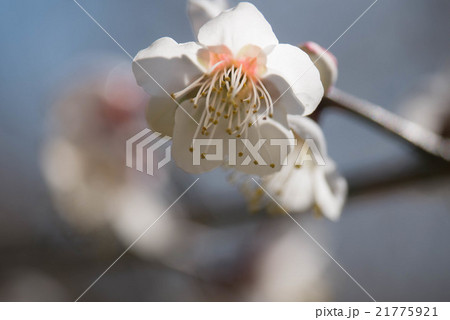 ハクバイ 21775921