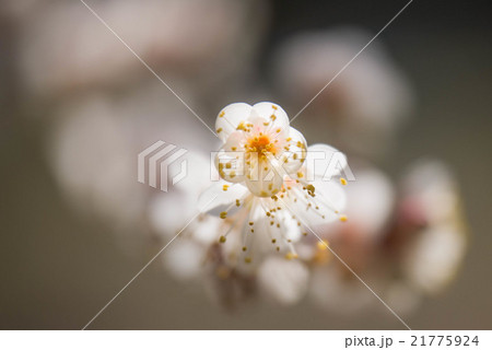 ハクバイ ハクバイ 21775924