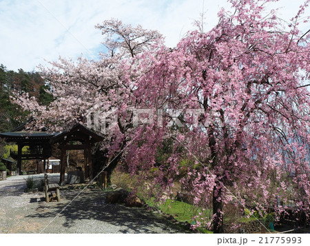永昌院境内のさくら 21775993