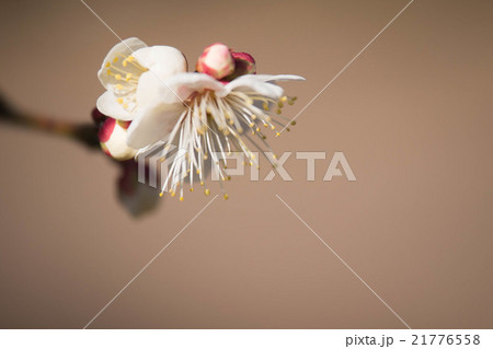 ハクバイ 21776558