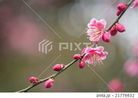 コウバイ 21776632