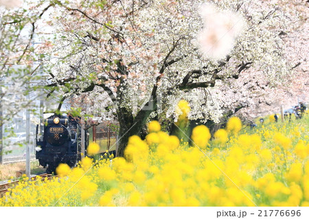 秩父鉄道「春爛漫・桜堤を行くSLパレオエクスプレス号」 秩父鉄道「春爛漫・桜堤を行くSLパレオエクスプレス号」 21776696