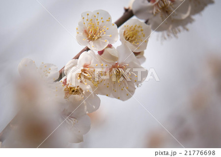 ハクバイ ハクバイ 21776698