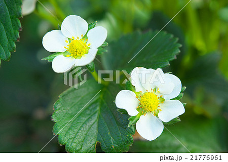 イチゴの花の写真素材