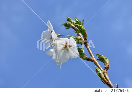 青空と桜 21776988