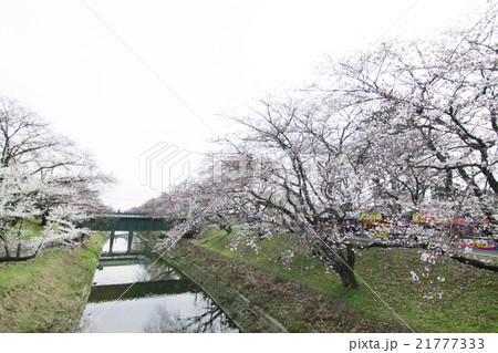 さくら 21777333