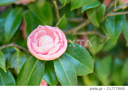 牡丹・ボタン 21777660