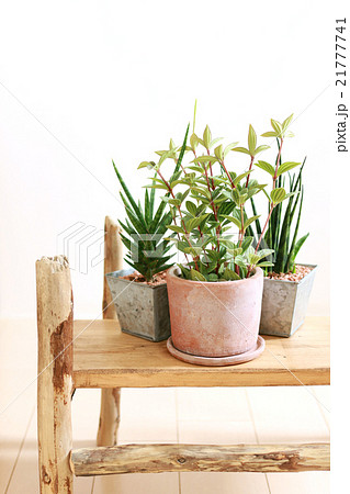 観葉植物 21777741
