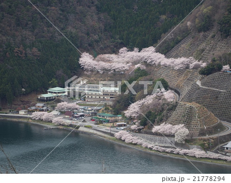 奥琵琶湖パークウェイから臨む桜並木 奥琵琶湖パークウェイから臨む桜並木 21778294