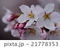 ソメイヨシノ 21778353