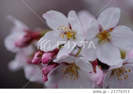 ソメイヨシノ ソメイヨシノ 21778353