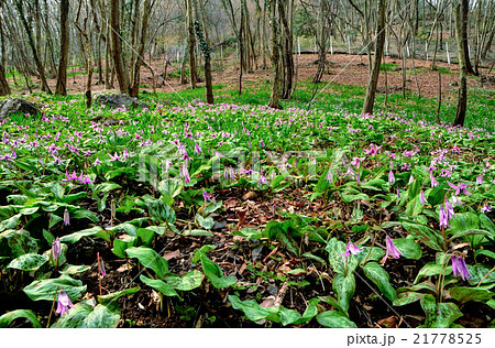 栃木県佐野市　万葉自然公園かたくりの里　カタクリ群生地 21778525