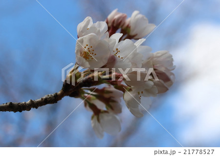 桜 21778527