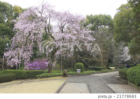 春の戸定が丘歴史公園 21778683