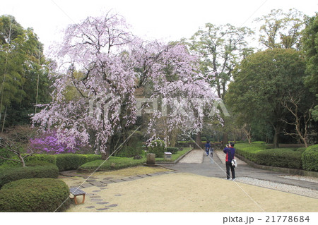 春の戸定が丘歴史公園 21778684