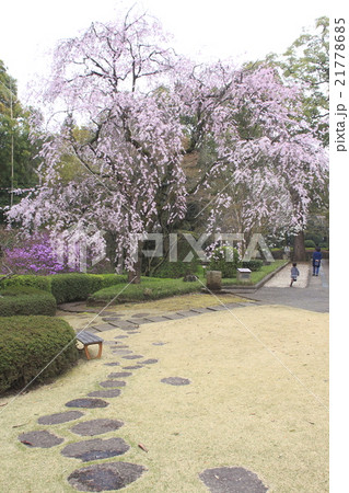 春の戸定が丘歴史公園 春の戸定が丘歴史公園 21778685