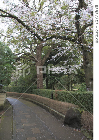 春の戸定が丘歴史公園 春の戸定が丘歴史公園 21778688