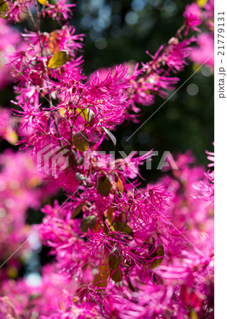 植物　ベニバナトキワマンサクの花 21779131