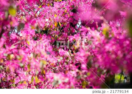 植物　ベニバナトキワマンサク　花　赤　レッド　ピンク　pink 21779134