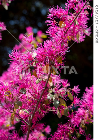 植物　ベニバナトキワマンサクの花 21779135