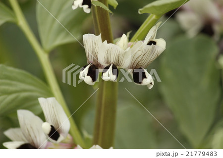 そら豆の花 そら豆の花 21779483