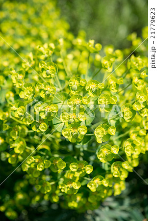 植物　トウダイグサの花 21779623