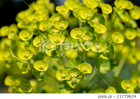 植物 トウダイグサの花 植物 トウダイグサの花 21779624