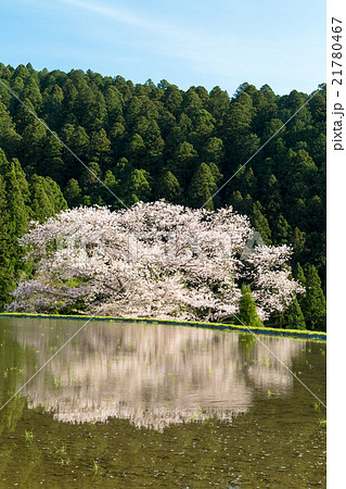 諸木野の桜 21780467