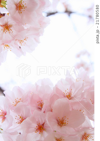 桜の花 21780580