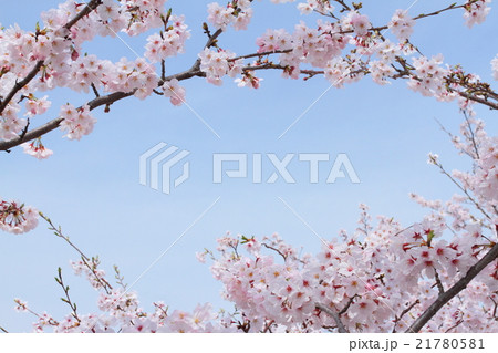 桜と青空 21780581