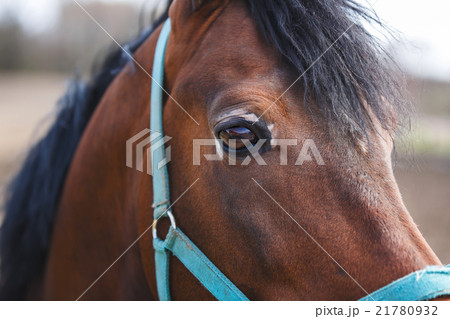 Eye of the horse Eye of the horse 21780932