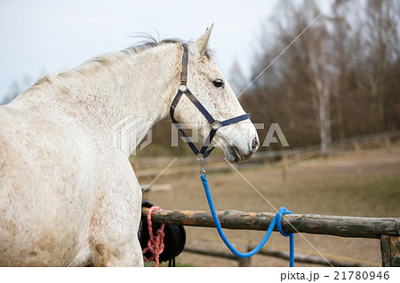 White horse before the training 21780946