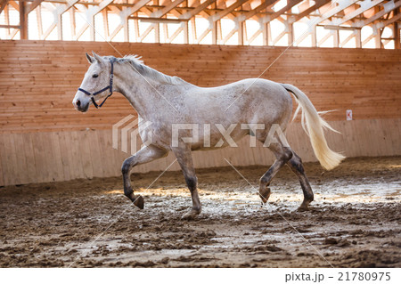 Training of sport horse 21780975