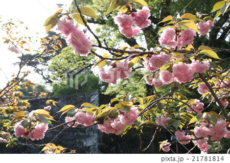 大村公園(玖島城跡)の桜 21781814