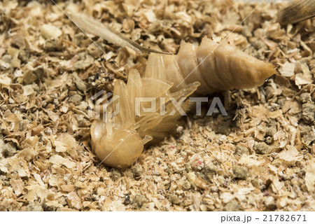 ミールワームの蛹 21782671