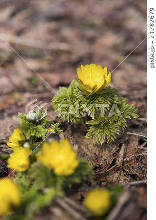 福寿草 福寿草 21782679