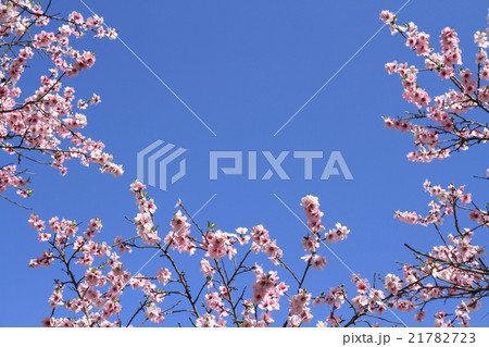 満開のアーモンドの花 21782723