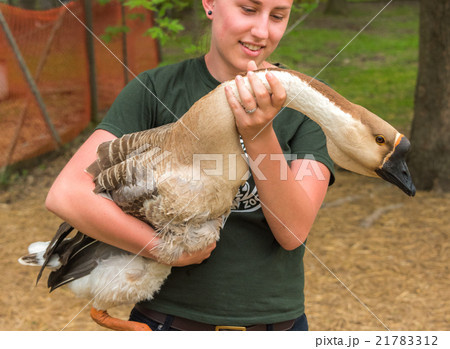 Young girl on a farm holding a chinese goose. Young girl on a farm holding a chinese goose. 21783312