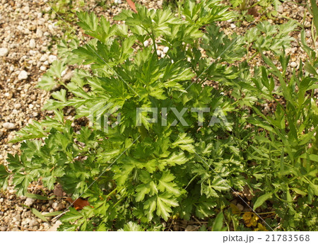イタリアパセリ 21783568