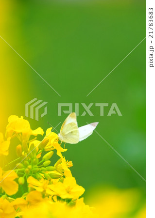 モンシロチョウと菜の花 21783683
