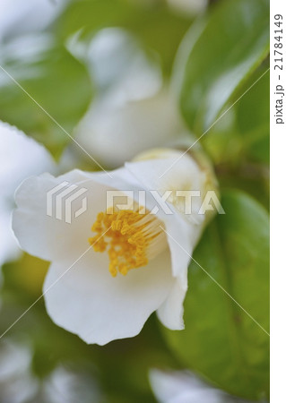 ヤブツバキ ヤブツバキ 21784149