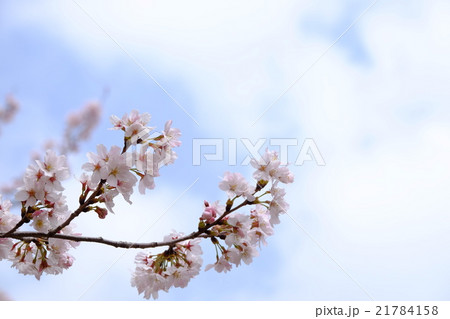 桜 桜 21784158
