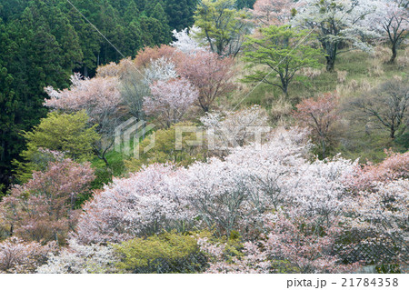 吉野桜 上千本 21784358