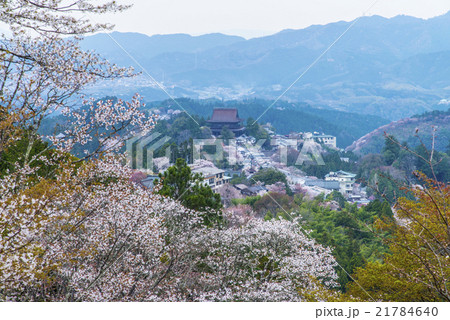 上千本桜と金峯山寺蔵王堂 21784640
