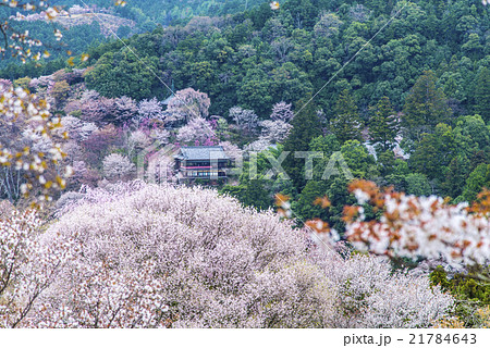 上千本桜と金峯山寺蔵王堂 上千本桜と金峯山寺蔵王堂 21784643