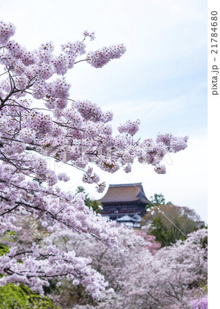 満開の桜と金峯山寺蔵王堂 21784680