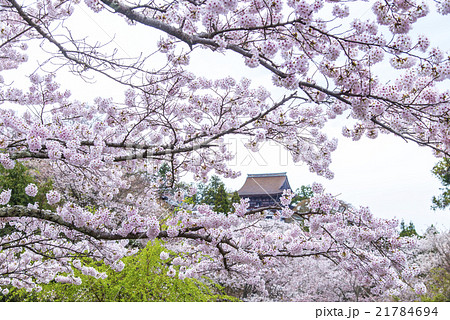 満開の桜と金峯山寺蔵王堂 21784694