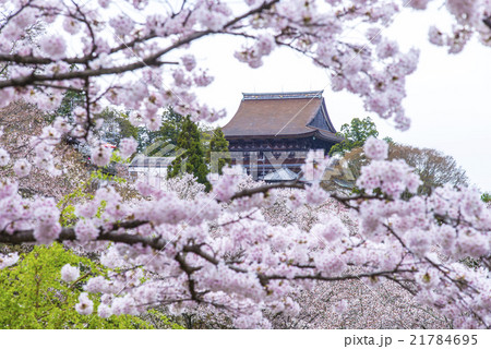 満開の桜と金峯山寺蔵王堂の写真素材 [21784695] - PIXTA