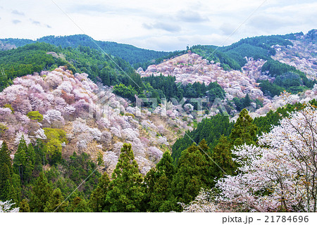 吉野山中千本桜 21784696
